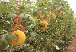 吃瓜爆料聚集怎么办,揭秘吃瓜爆料聚集背后的真相与影响